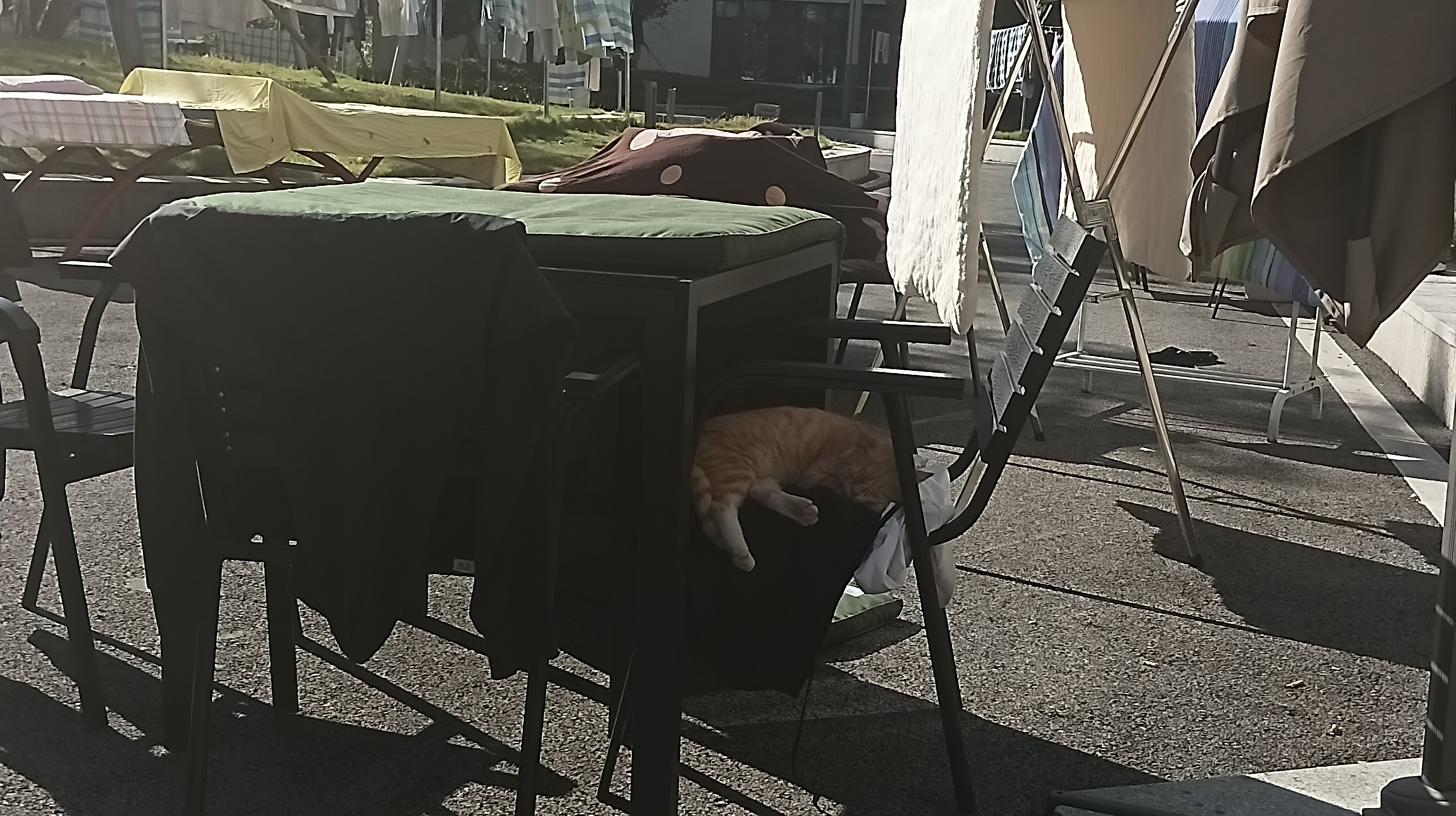 large picture of the cover